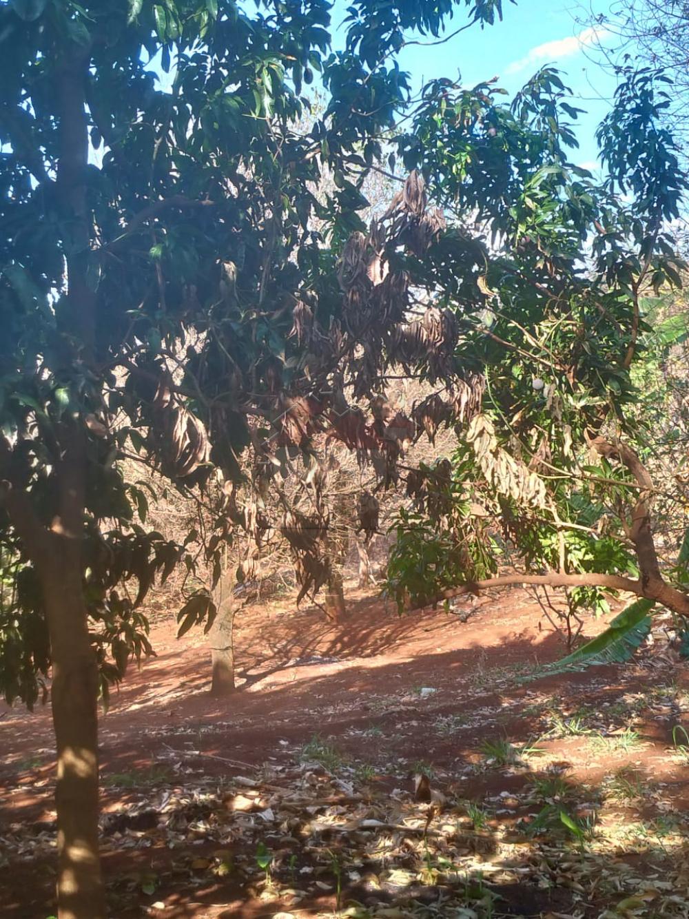 Comprar Rural / Ch&aacute;cara em Ribeir&atilde;o Preto R$ 500.000,00 - Foto 5