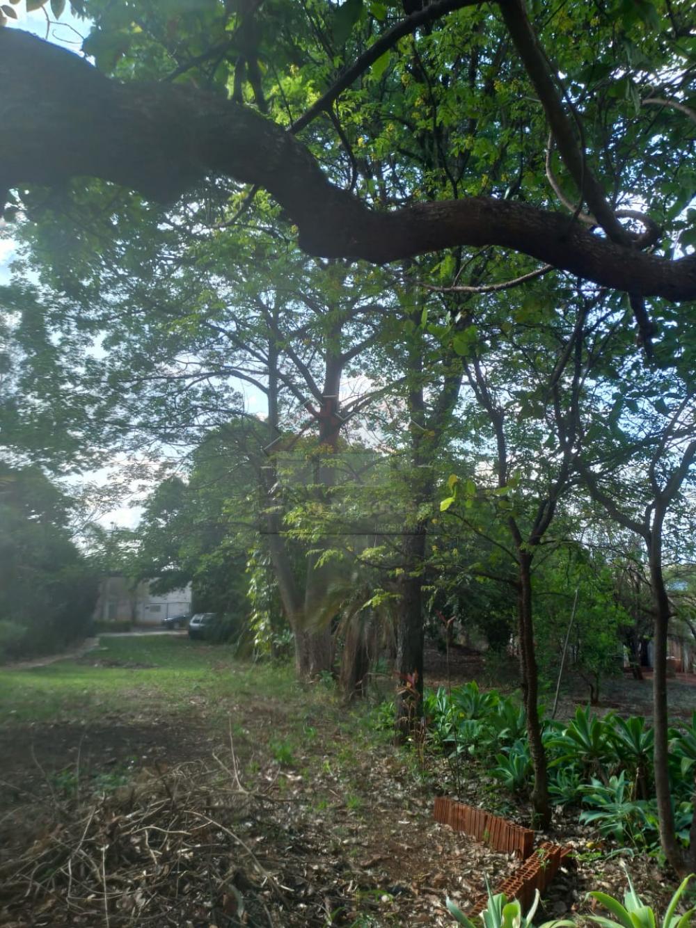 Comprar Rural / Ch&aacute;cara em Ribeir&atilde;o Preto R$ 500.000,00 - Foto 10