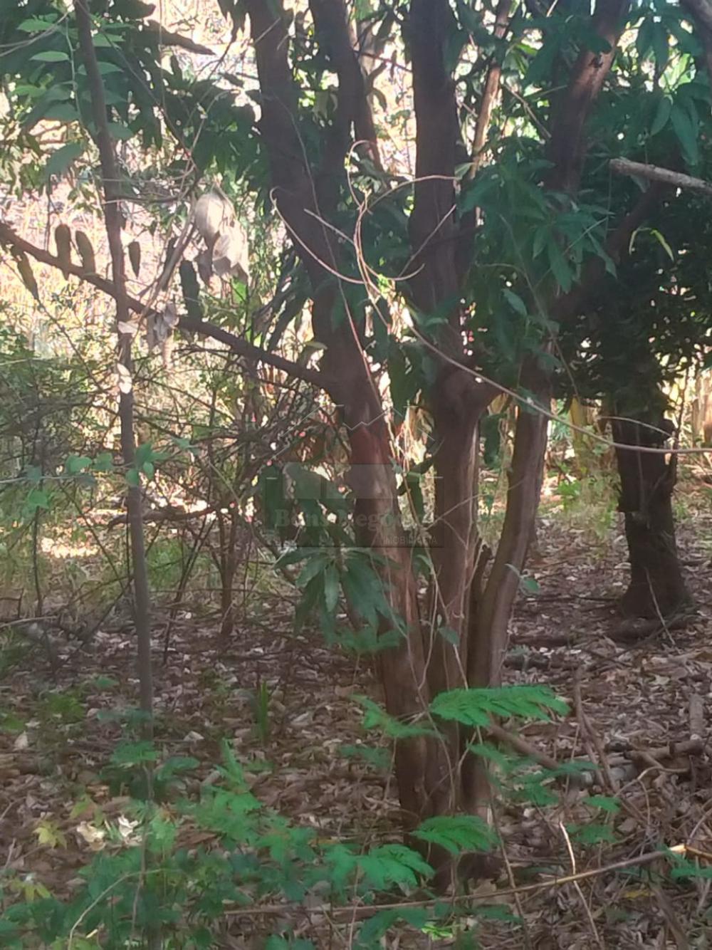 Comprar Rural / Ch&aacute;cara em Ribeir&atilde;o Preto R$ 500.000,00 - Foto 13