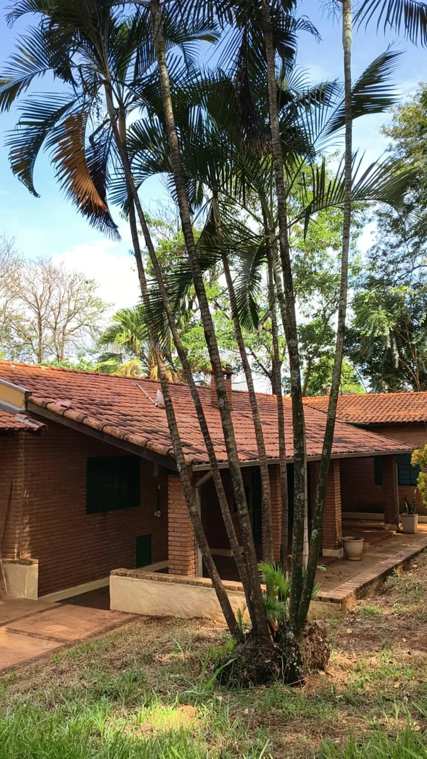 Comprar Rural / Ch&aacute;cara em Bonfim Paulista (Ribeir&atilde;o Preto) R$ 1.500.000,00 - Foto 14