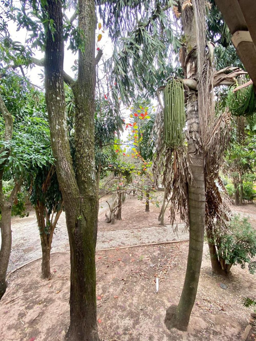 Alugar Rural / Ch&aacute;cara em Americana R$ 5.000,00 - Foto 4