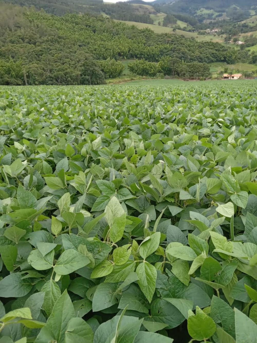 Comprar Rural / S&iacute;tio em Vargem R$ 4.000.000,00 - Foto 23