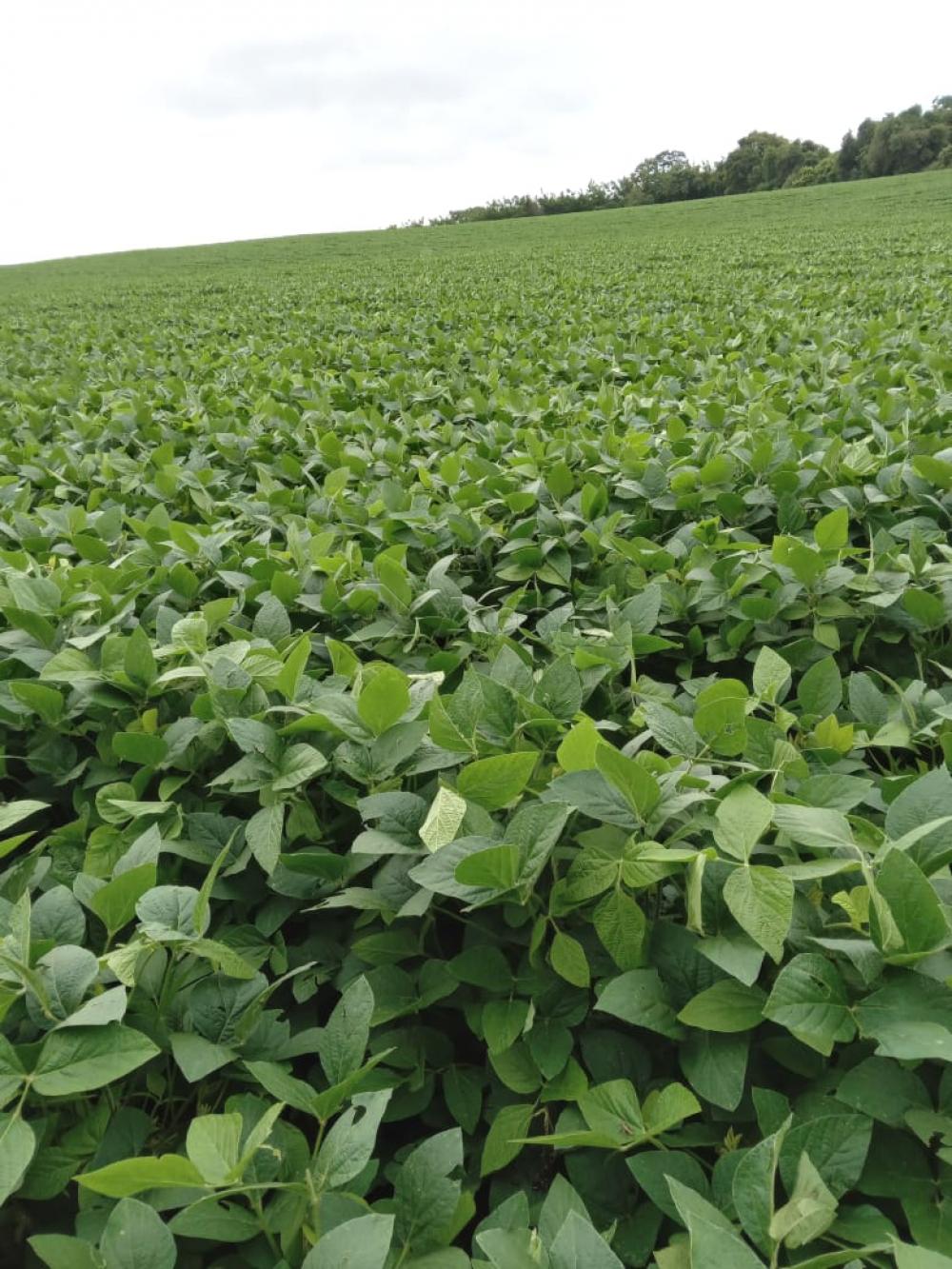 Comprar Rural / S&iacute;tio em Vargem R$ 4.000.000,00 - Foto 24