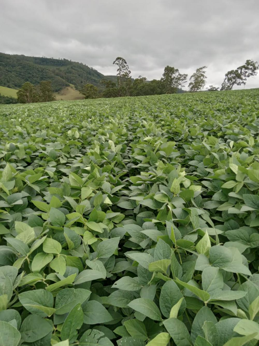 Comprar Rural / S&iacute;tio em Vargem R$ 4.000.000,00 - Foto 25