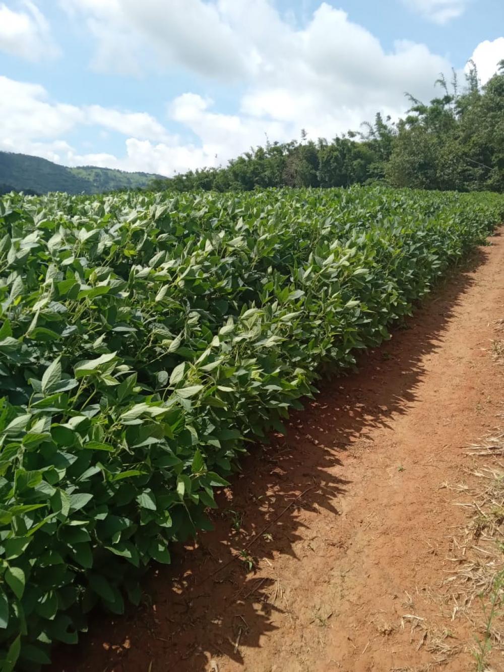 Comprar Rural / S&iacute;tio em Vargem R$ 4.000.000,00 - Foto 26