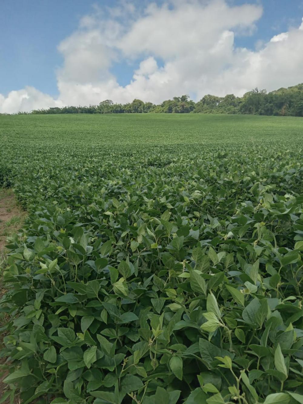 Comprar Rural / S&iacute;tio em Vargem R$ 4.000.000,00 - Foto 27