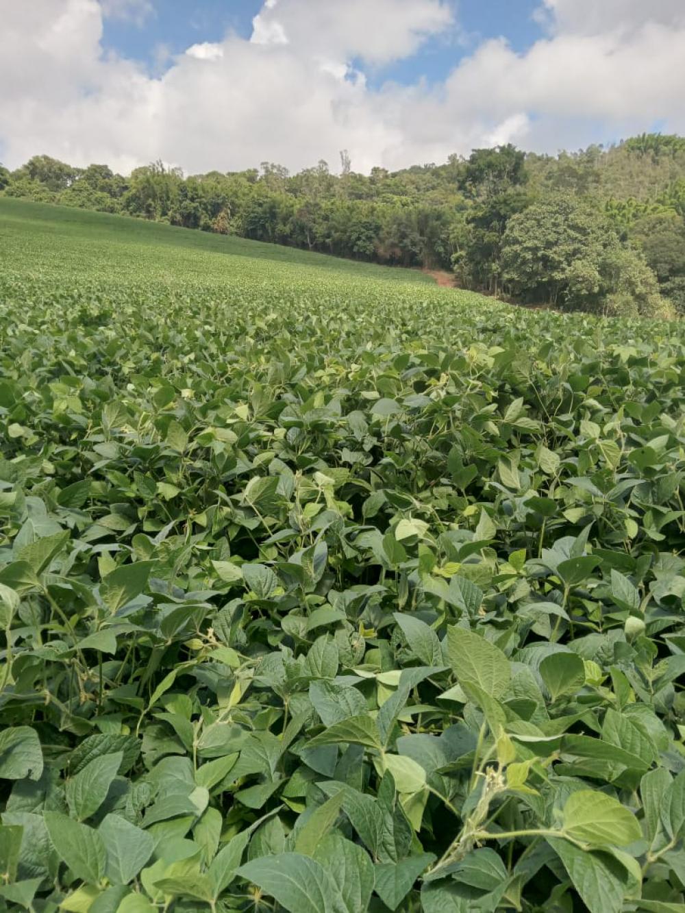 Comprar Rural / S&iacute;tio em Vargem R$ 4.000.000,00 - Foto 28