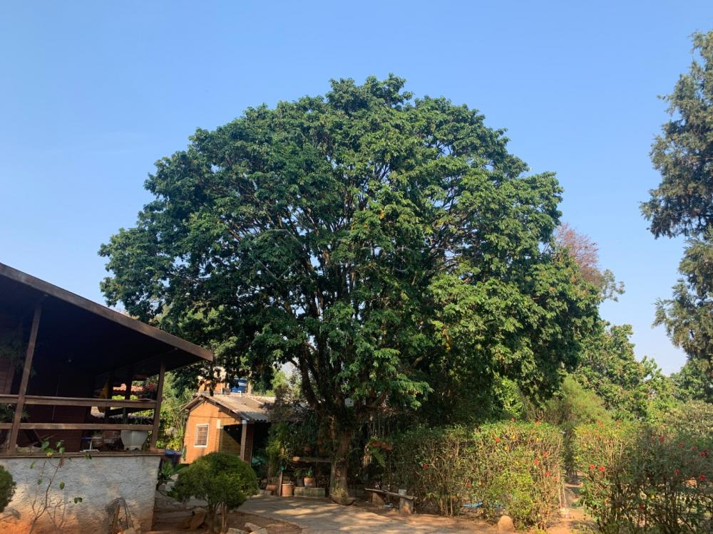 Comprar Rural / Ch&aacute;cara em Americana R$ 1.800.000,00 - Foto 15