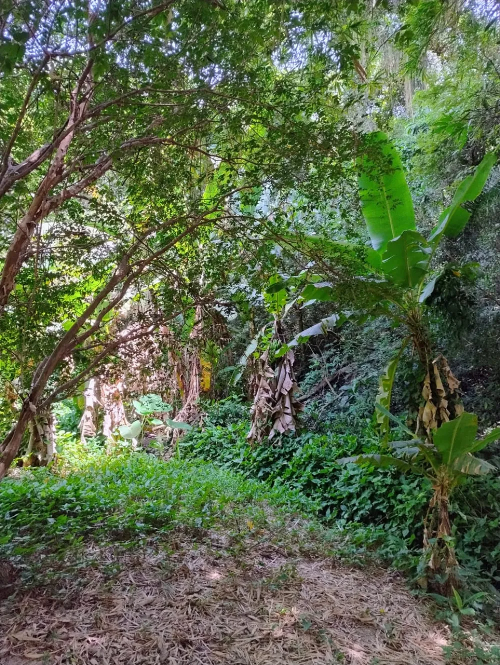 Comprar Rural / Ch&aacute;cara em Nova Odessa R$ 650.000,00 - Foto 3