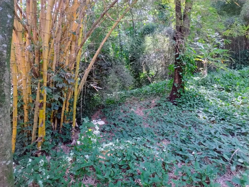 Comprar Rural / Ch&aacute;cara em Nova Odessa R$ 650.000,00 - Foto 2