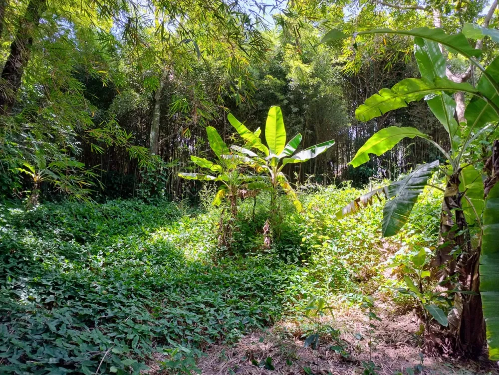 Comprar Rural / Ch&aacute;cara em Nova Odessa R$ 650.000,00 - Foto 4