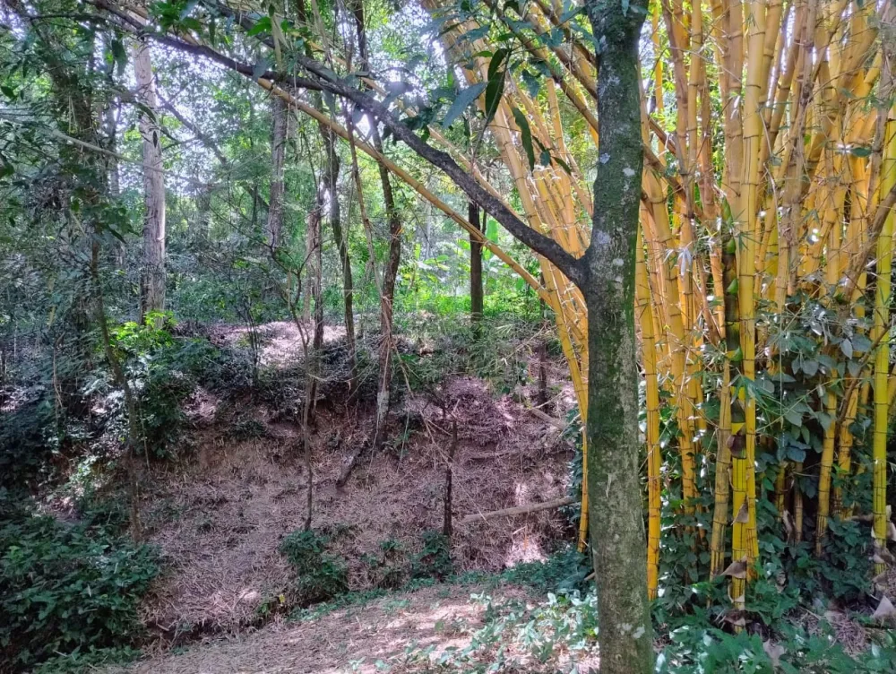 Comprar Rural / Ch&aacute;cara em Nova Odessa R$ 650.000,00 - Foto 5