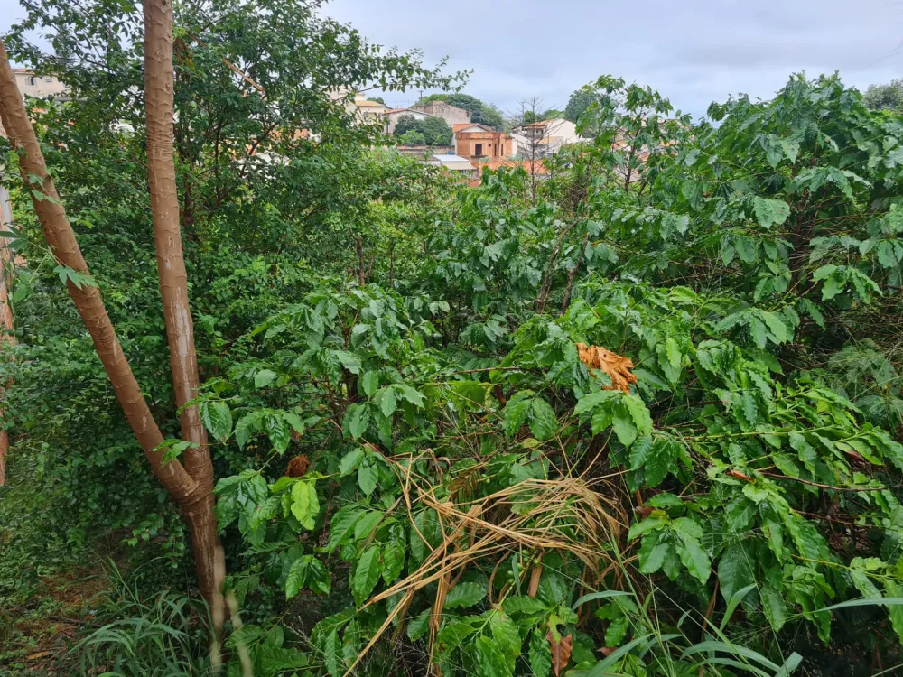 Comprar Terreno / Residencial em Americana R$ 190.000,00 - Foto 4