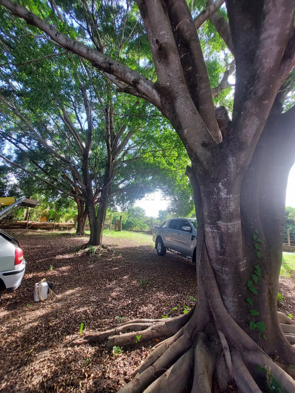 Comprar Rural / S&iacute;tio em Limeira R$ 1.500.000,00 - Foto 8