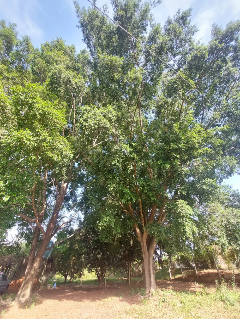 Comprar Rural / S&iacute;tio em Limeira R$ 1.500.000,00 - Foto 11