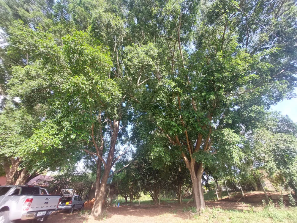 Comprar Rural / S&iacute;tio em Limeira R$ 1.500.000,00 - Foto 10