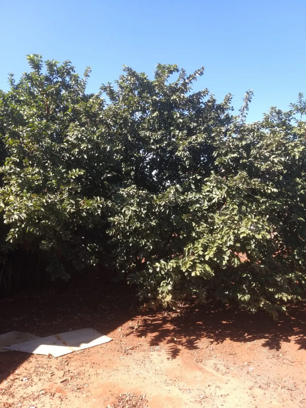 Comprar Terreno / Residencial em Americana R$ 395.000,00 - Foto 3