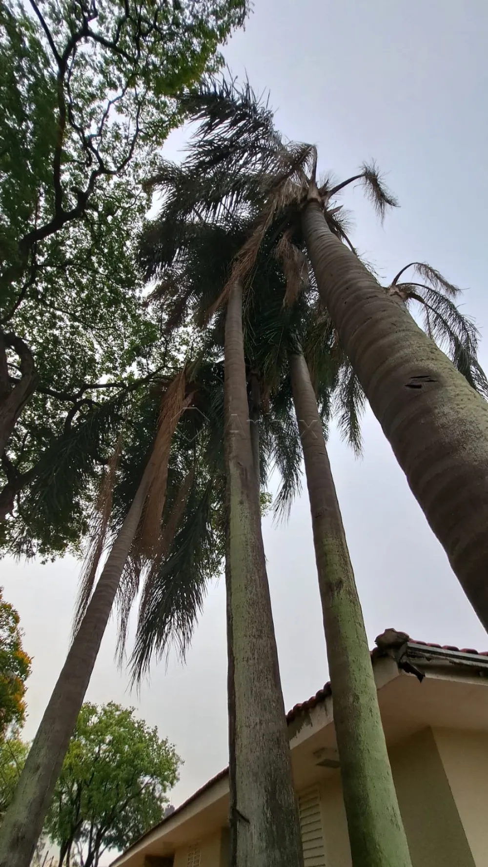 Alugar Casa / Residencial em Americana R$ 20.000,00 - Foto 23