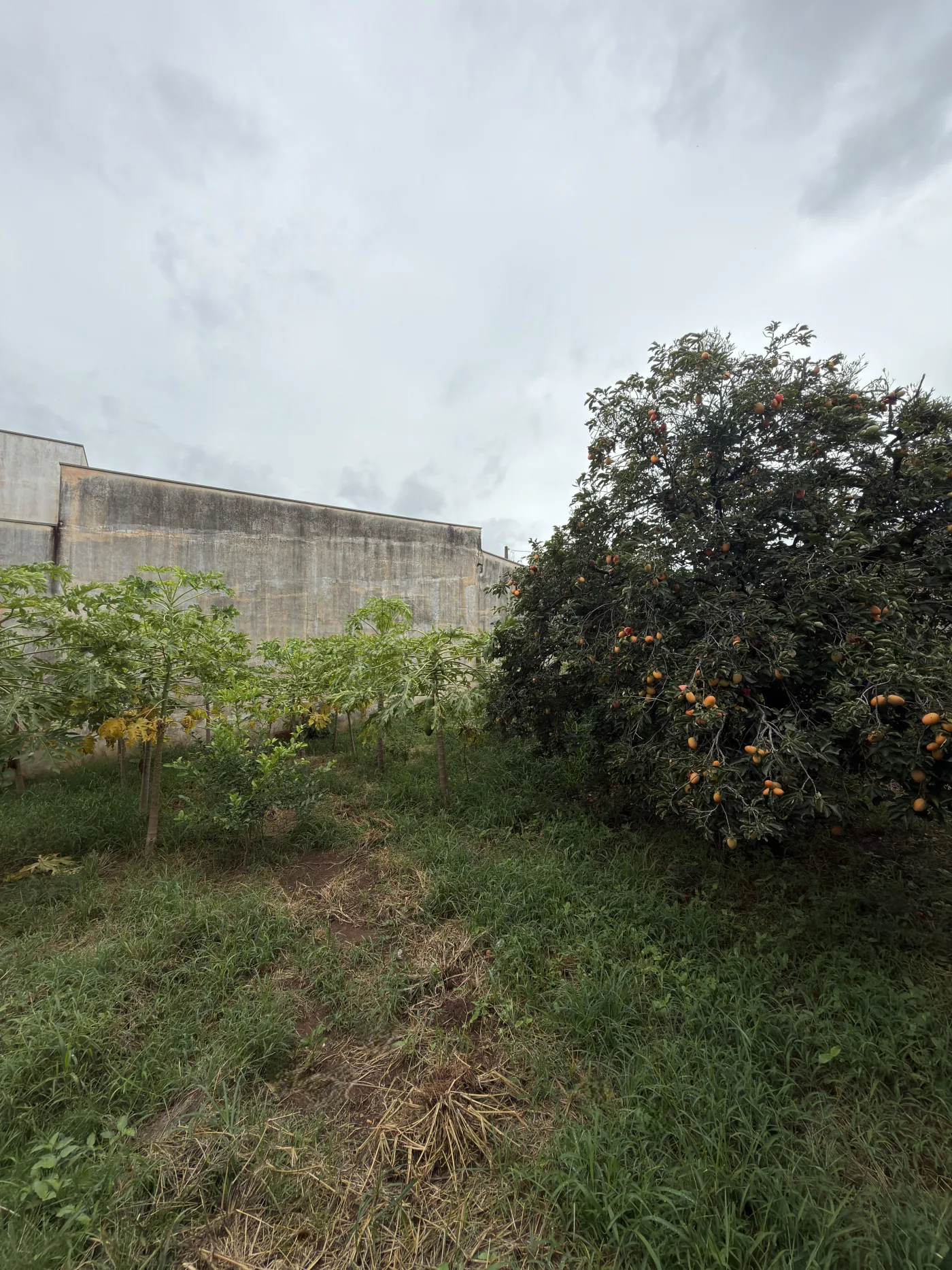 Comprar Terreno / Residencial em Americana R$ 530.000,00 - Foto 3