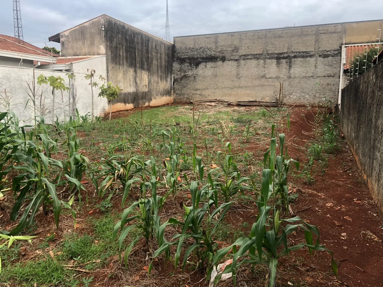 Comprar Terreno / Residencial em Americana R$ 545.000,00 - Foto 3
