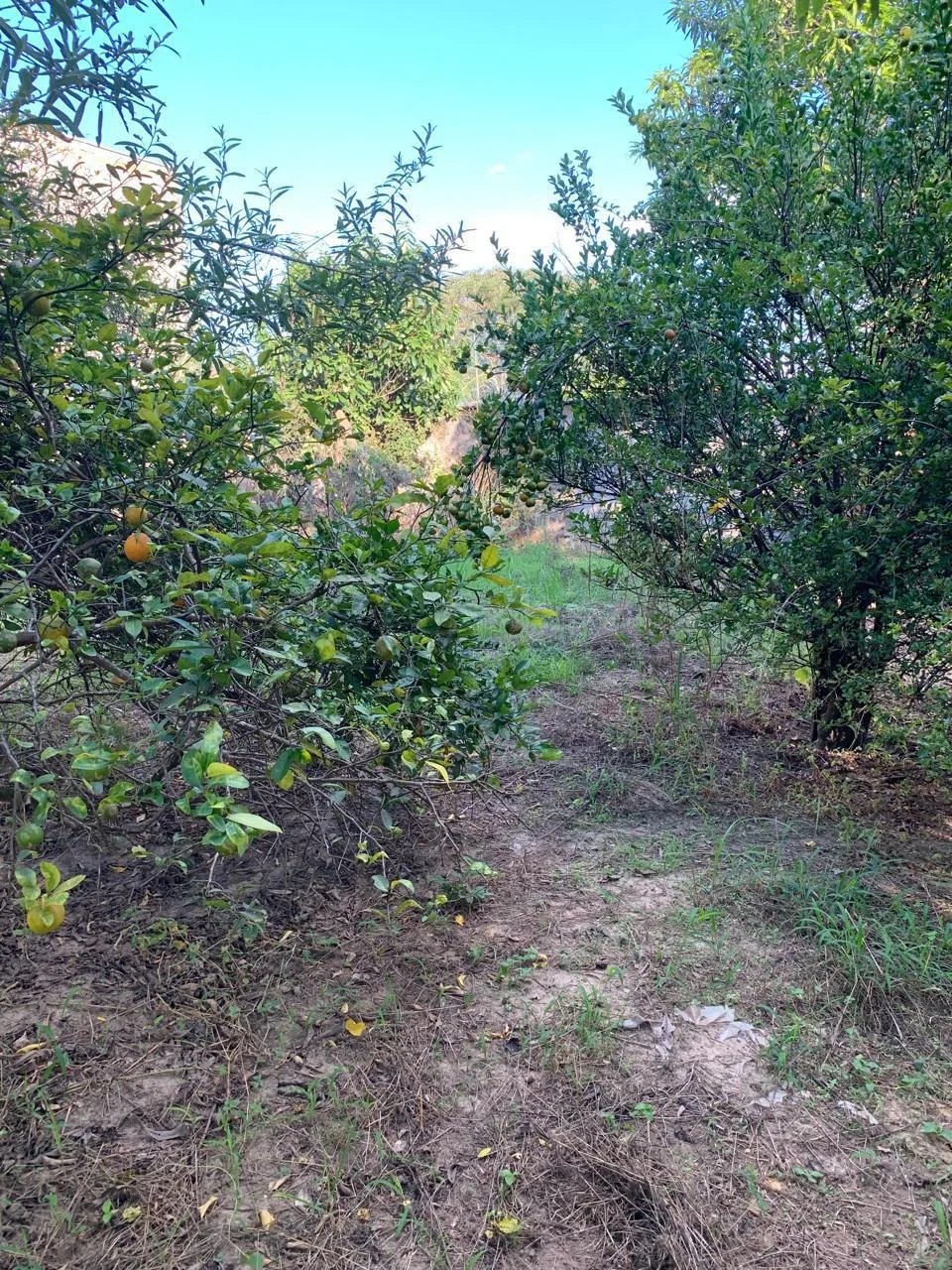 Alugar Casa / Ch&aacute;cara em Limeira R$ 2.500,00 - Foto 15
