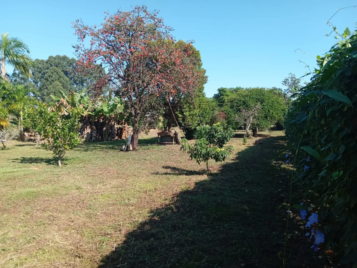 Comprar Rural / Ch&aacute;cara em Nova Odessa R$ 1.270.000,00 - Foto 4