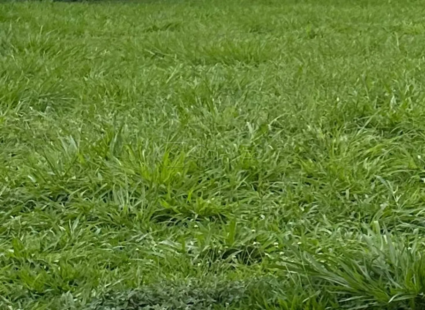 Comprar Terreno / Condom&iacute;nio em Bonfim Paulista R$ 810.000,00 - Foto 1