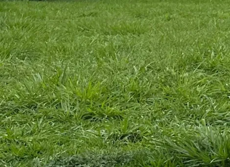 Ribeirao Preto Jardim Botanico Terreno Venda R$4.300.000,00  Area do terreno 614.00m2 