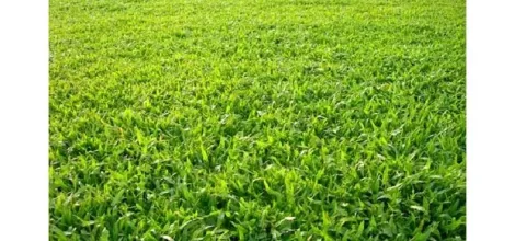 Ribeirao Preto Jardim California Comercial Venda R$10.408.600,00  Area do terreno 1466.00m2 