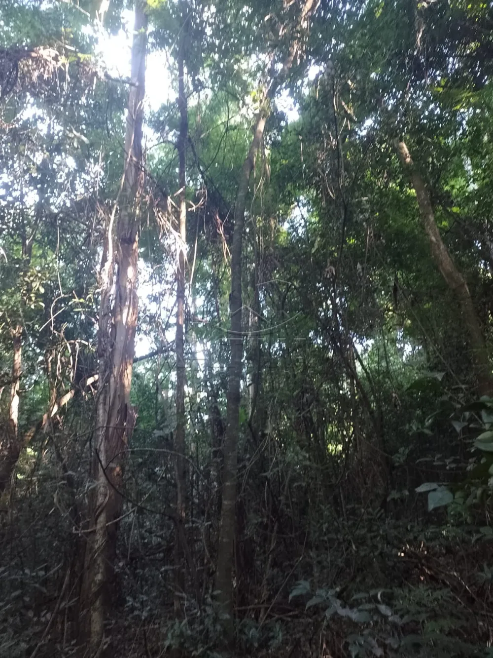 Comprar Rural / Ch&aacute;cara sem Casa em Toledo R$ 556.900,00 - Foto 3