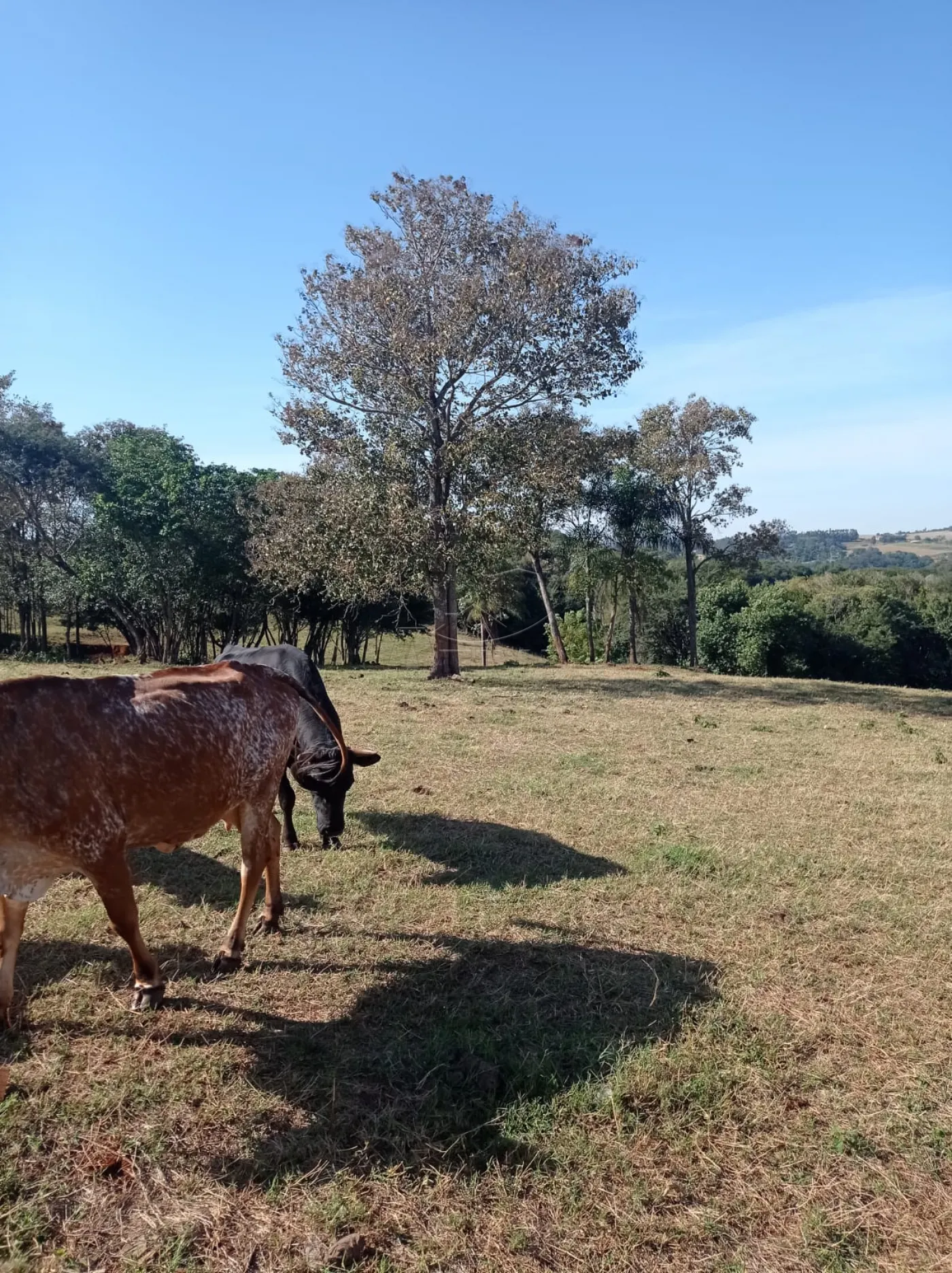 Comprar Rural / S&iacute;tio em Toledo R$ 1.200.000,00 - Foto 4