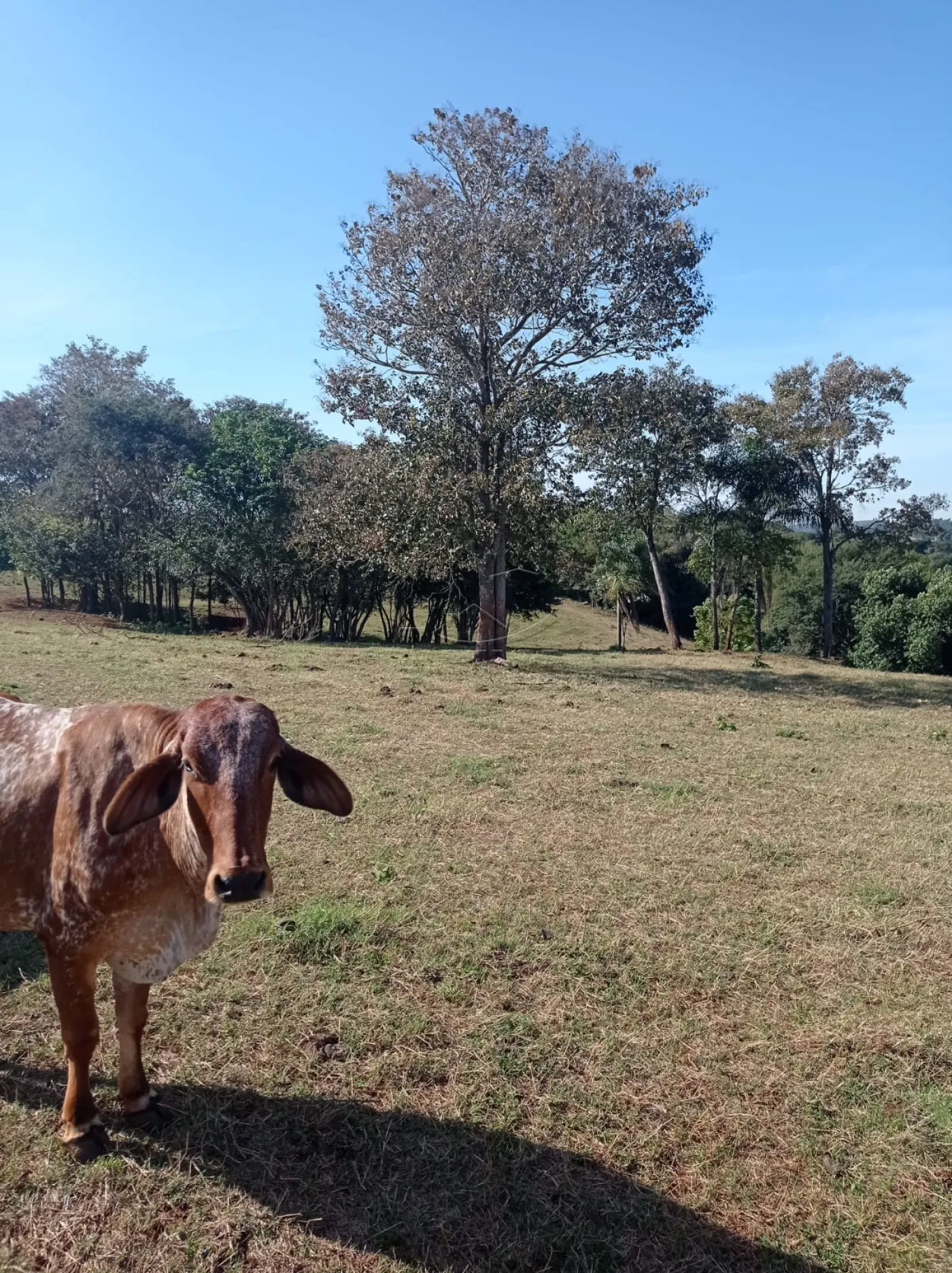 Comprar Rural / S&iacute;tio em Toledo R$ 1.200.000,00 - Foto 7