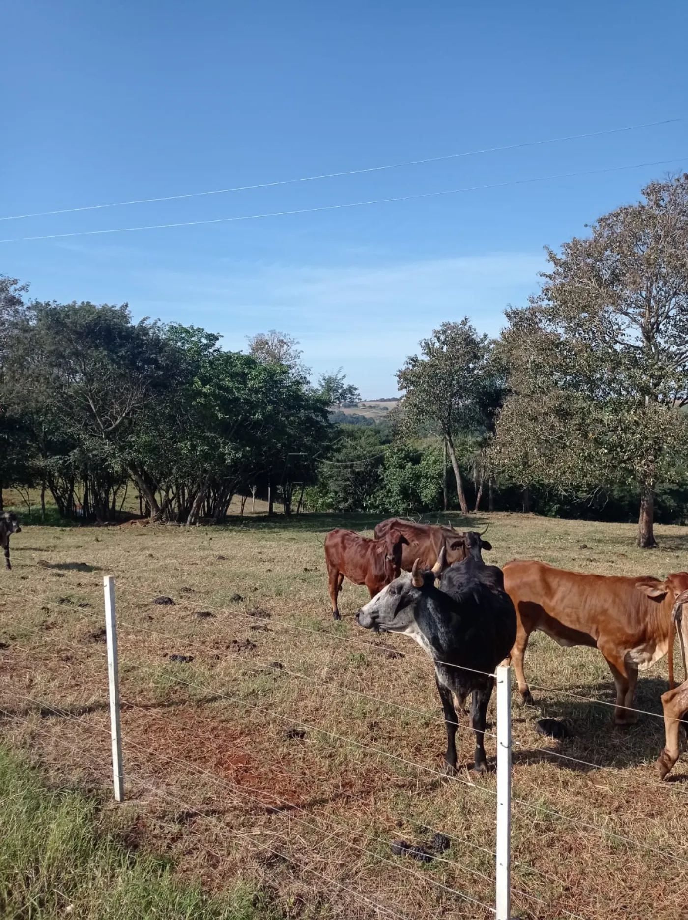 Comprar Rural / S&iacute;tio em Toledo R$ 1.200.000,00 - Foto 9