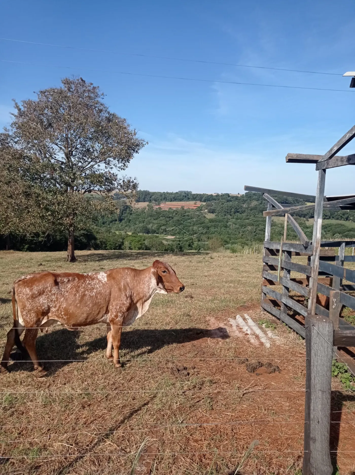 Comprar Rural / S&iacute;tio em Toledo R$ 1.200.000,00 - Foto 12