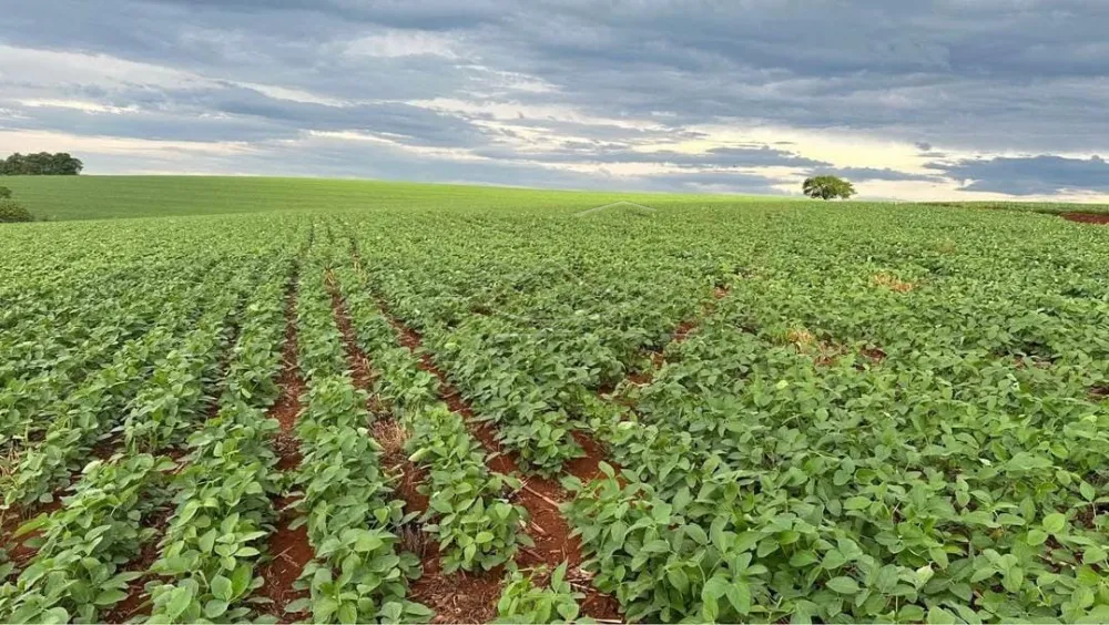 Comprar Rural / S&iacute;tio em Toledo - Foto 4