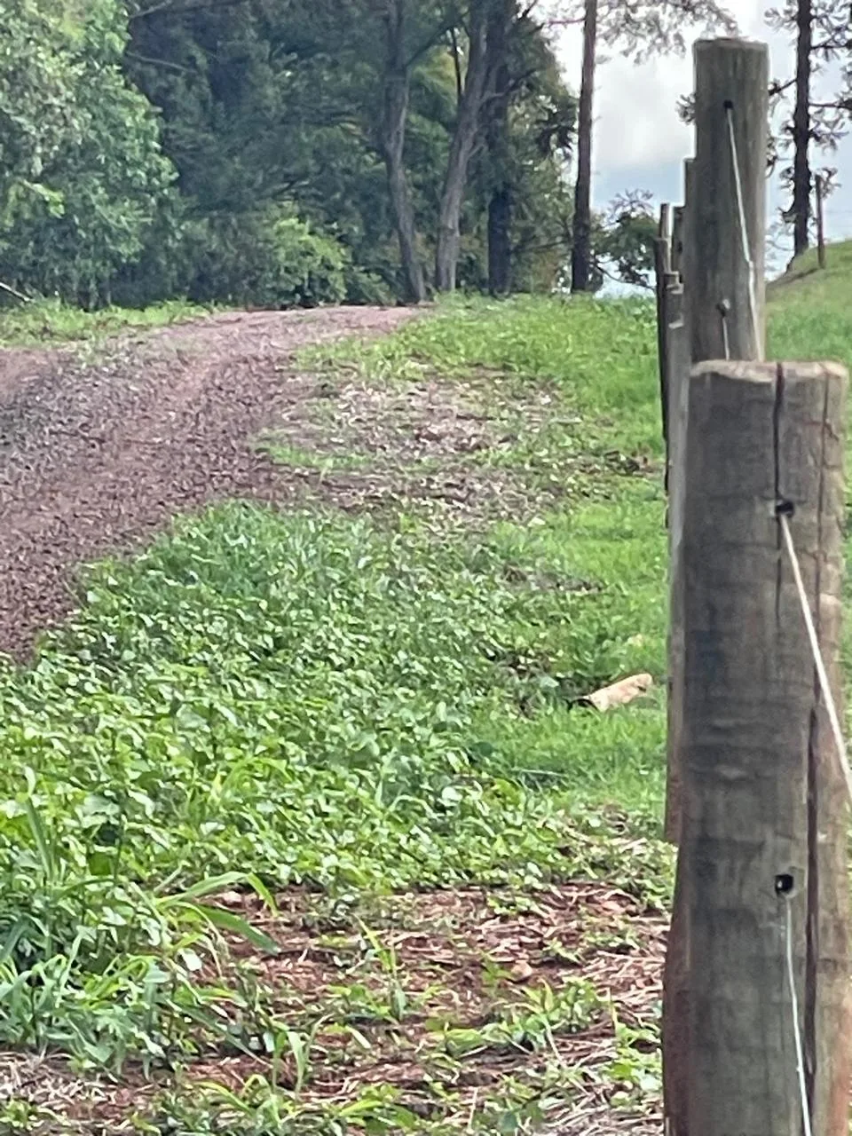 Comprar Rural / Ch&aacute;cara sem Casa em Toledo R$ 1.000.000,00 - Foto 5