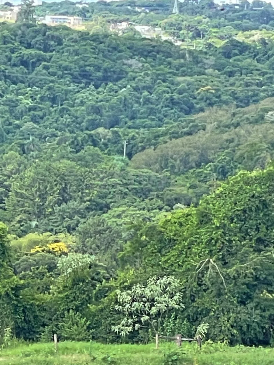 Comprar Rural / Ch&aacute;cara sem Casa em Toledo R$ 1.000.000,00 - Foto 7