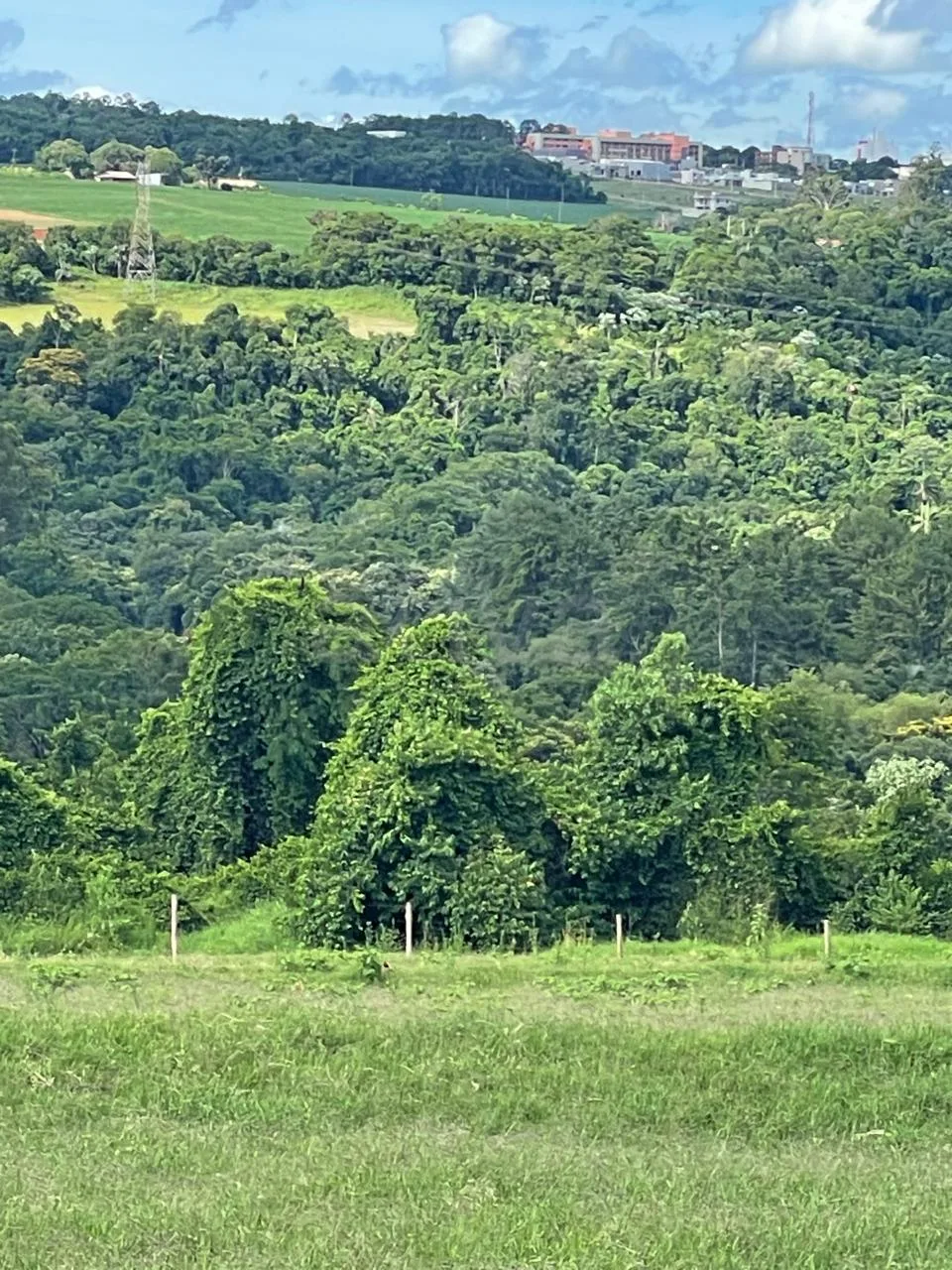 Comprar Rural / Ch&aacute;cara sem Casa em Toledo R$ 1.000.000,00 - Foto 8