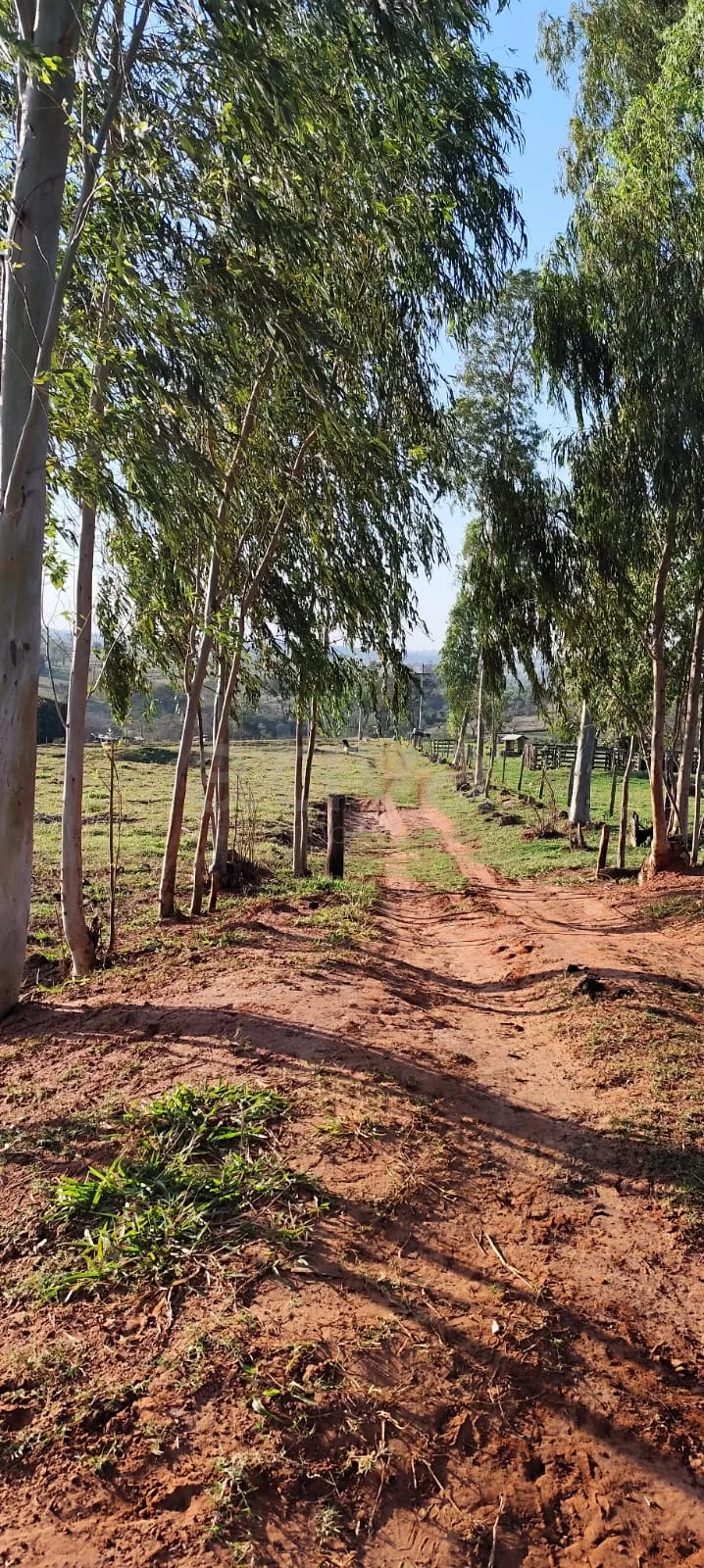 Comprar Rural / Ch&aacute;cara com Casa em Alt&ocirc;nia R$ 500.000,00 - Foto 2