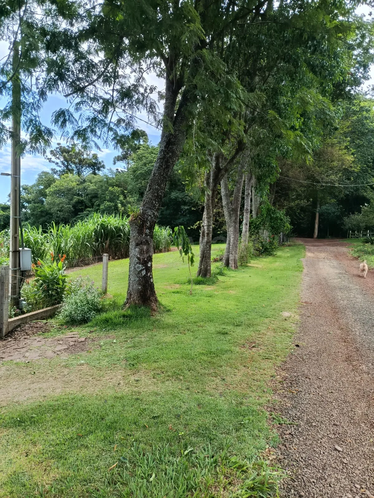 Comprar Rural / Ch&aacute;cara com Casa em Toledo R$ 1.350.000,00 - Foto 4