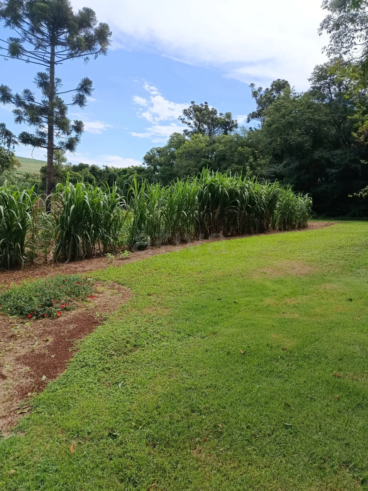 Comprar Rural / Ch&aacute;cara com Casa em Toledo R$ 1.350.000,00 - Foto 5