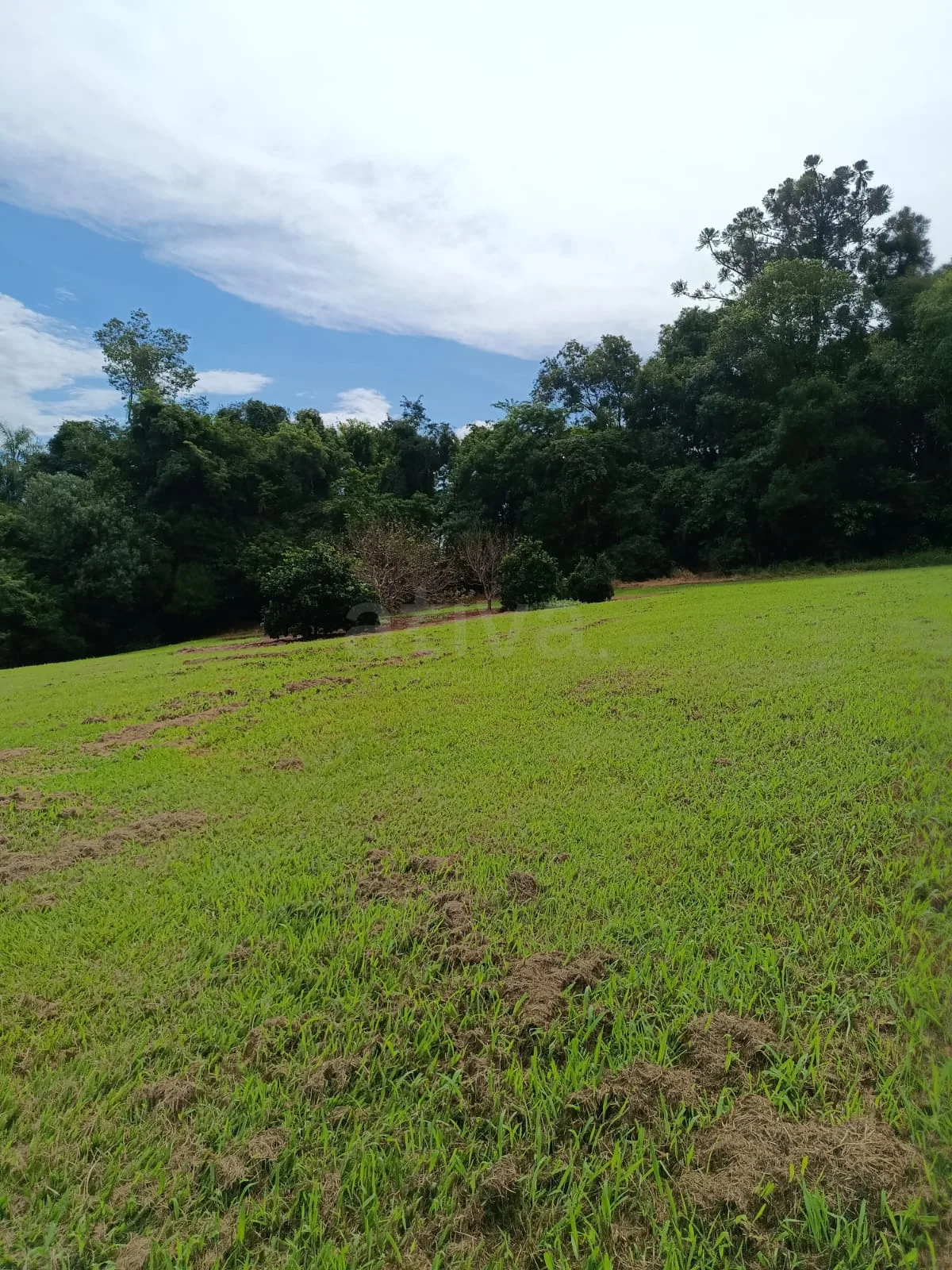 Comprar Rural / Ch&aacute;cara com Casa em Toledo R$ 1.350.000,00 - Foto 7