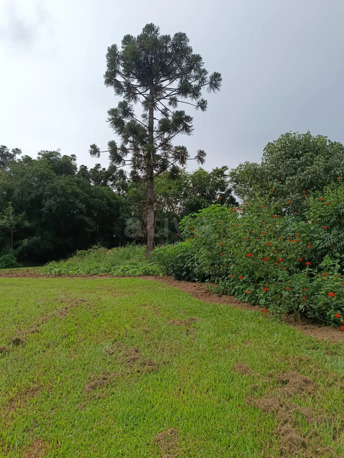 Comprar Rural / Ch&aacute;cara com Casa em Toledo R$ 1.350.000,00 - Foto 9