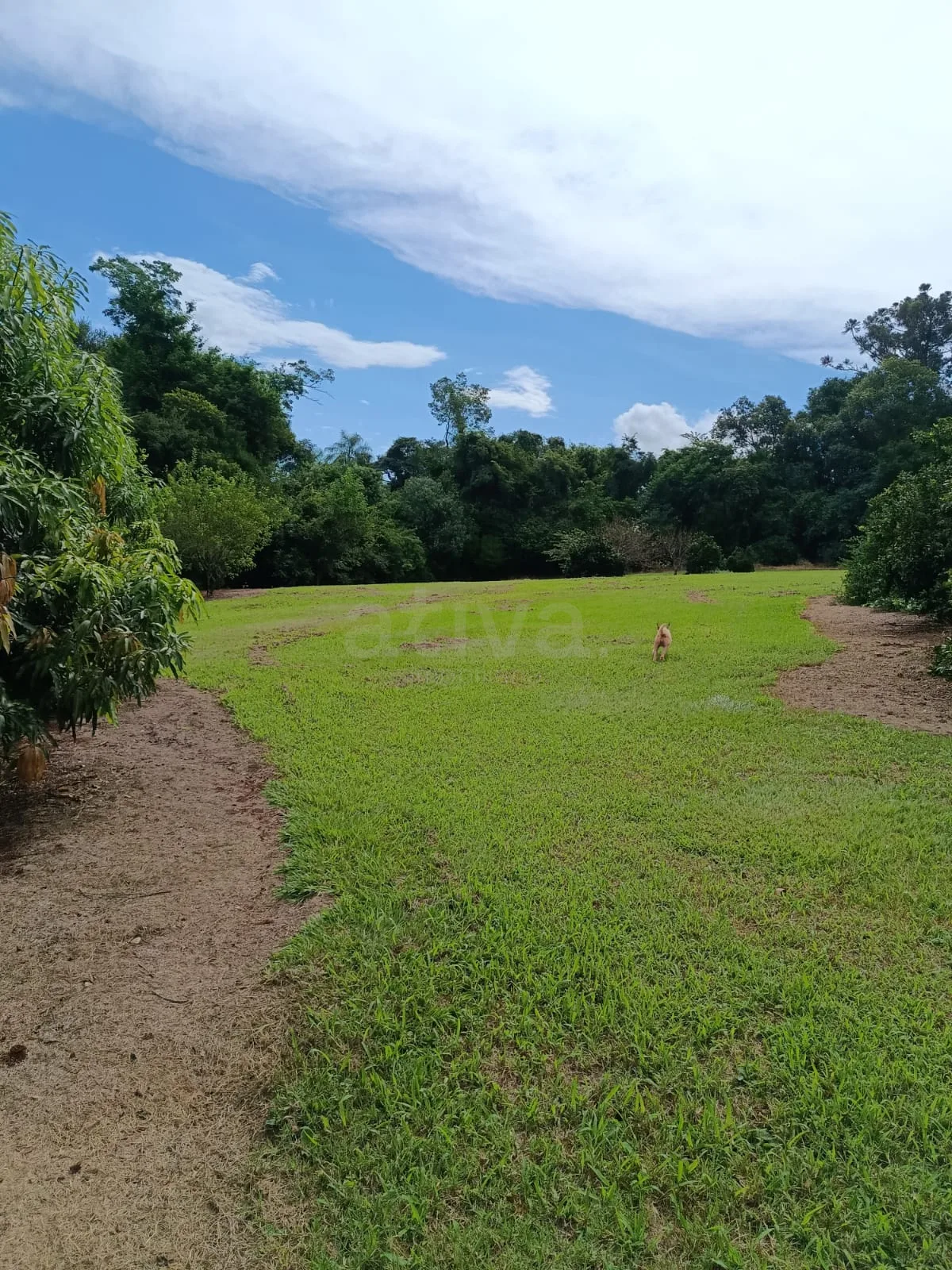 Comprar Rural / Ch&aacute;cara com Casa em Toledo R$ 1.350.000,00 - Foto 11