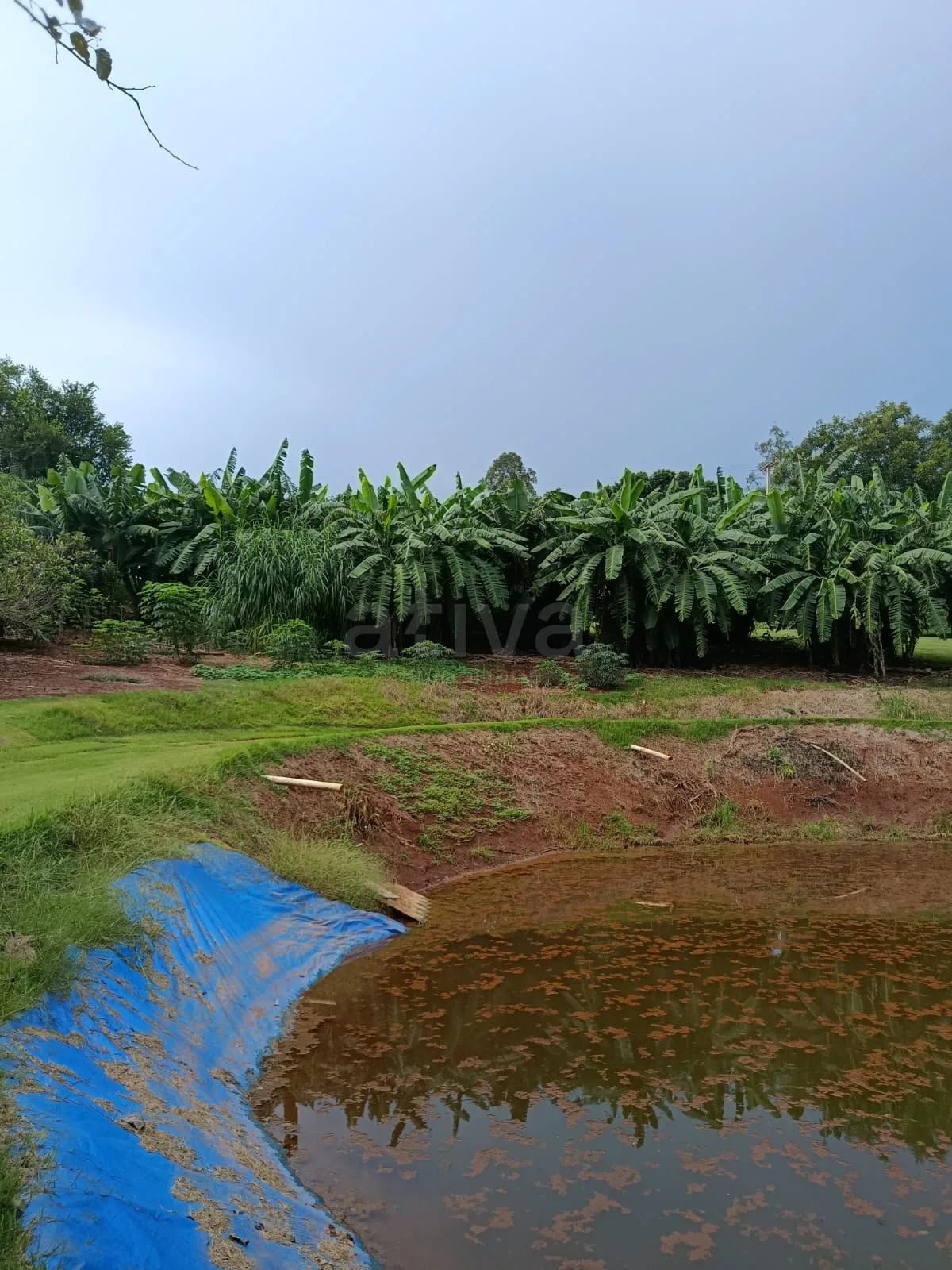 Comprar Rural / Ch&aacute;cara com Casa em Toledo R$ 1.350.000,00 - Foto 13