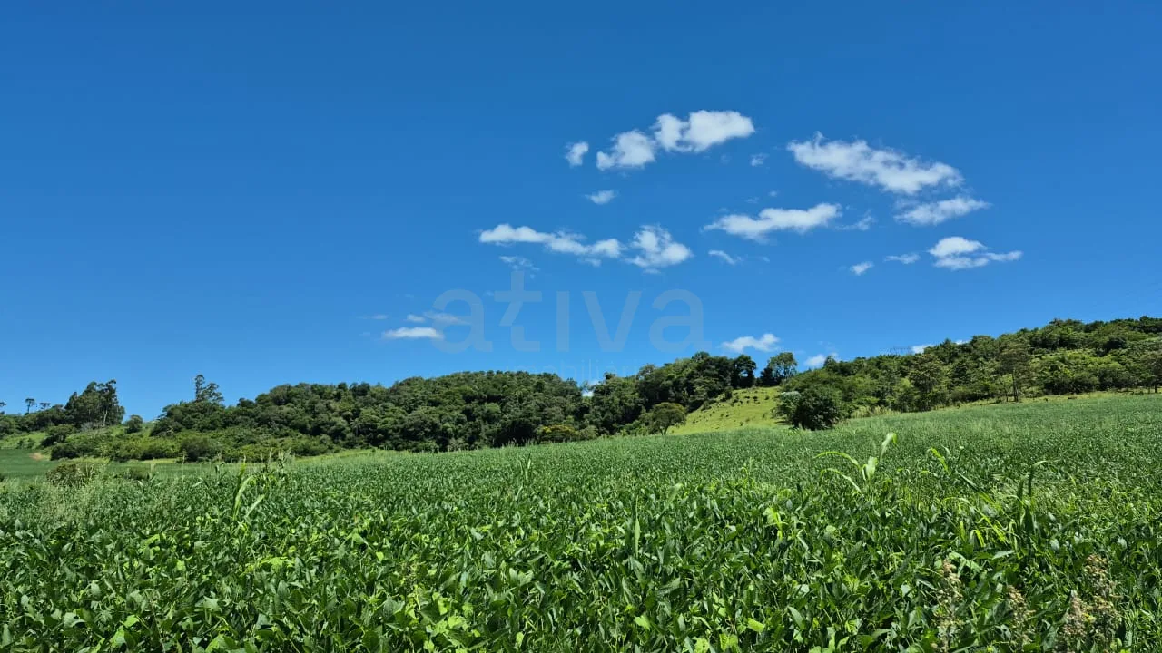 Comprar Rural / Ch&aacute;cara sem Casa em Cascavel R$ 570.000,00 - Foto 2