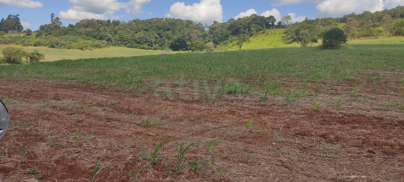 Comprar Rural / Ch&aacute;cara sem Casa em Cascavel R$ 570.000,00 - Foto 6