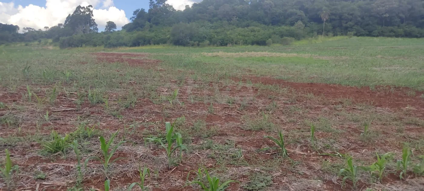 Comprar Rural / Ch&aacute;cara sem Casa em Cascavel R$ 570.000,00 - Foto 8