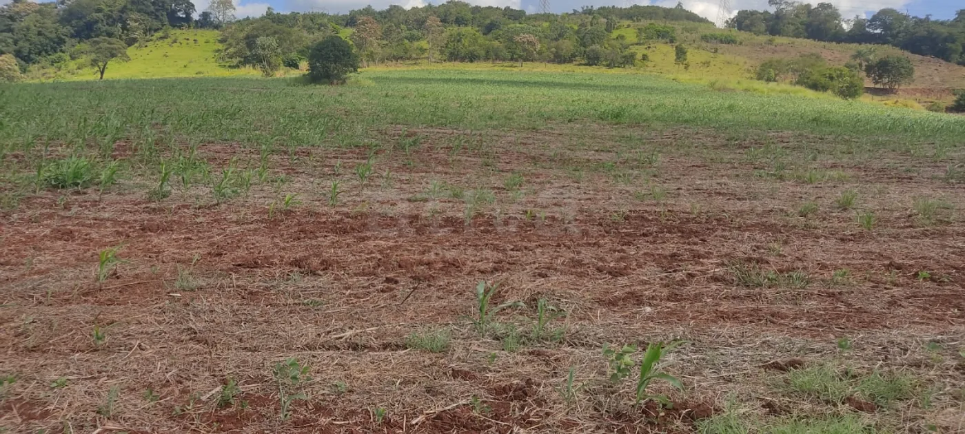 Comprar Rural / Ch&aacute;cara sem Casa em Cascavel R$ 570.000,00 - Foto 9