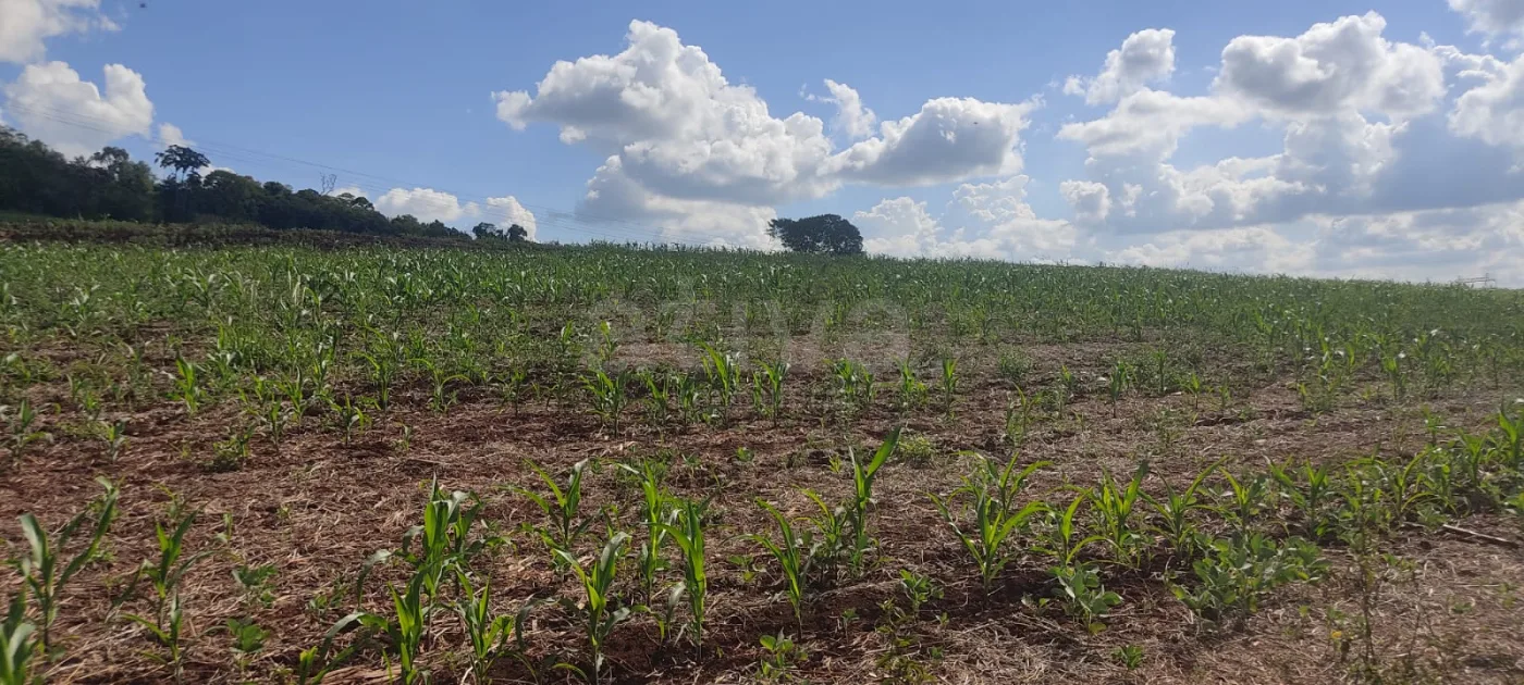 Comprar Rural / Ch&aacute;cara sem Casa em Cascavel R$ 570.000,00 - Foto 10